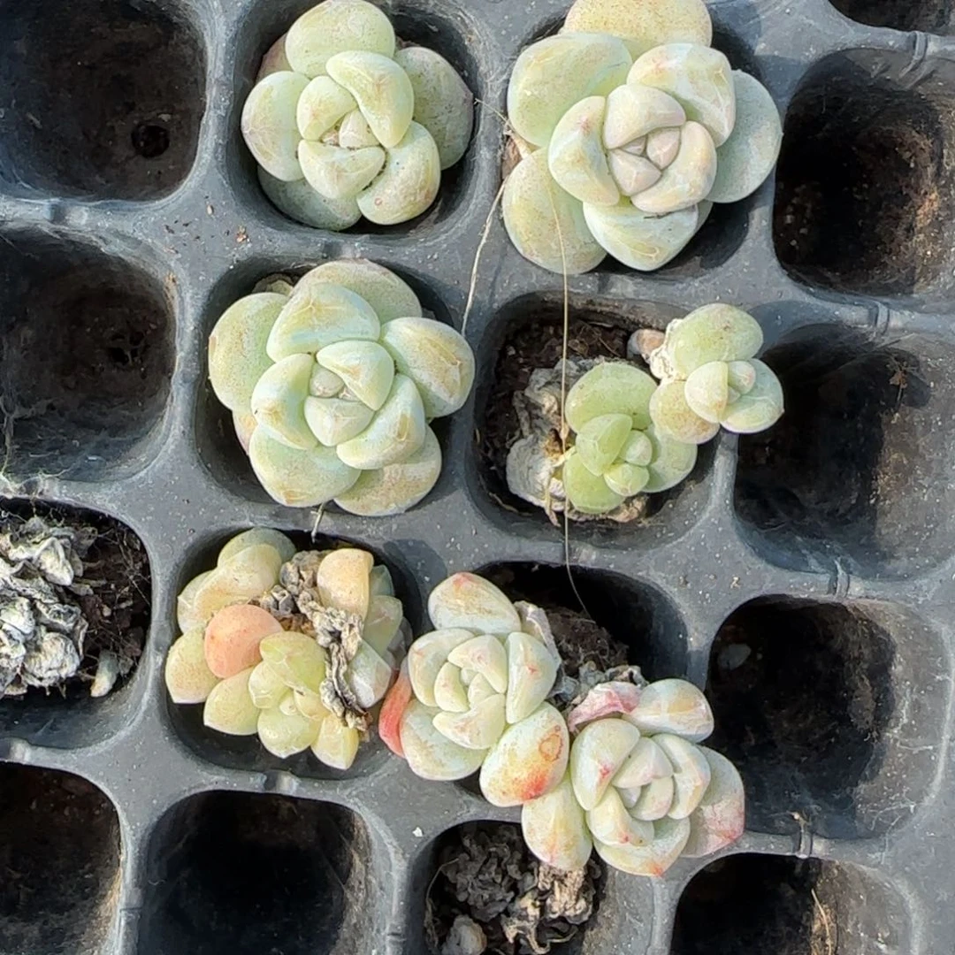 小卡拉米糖心一物一拍