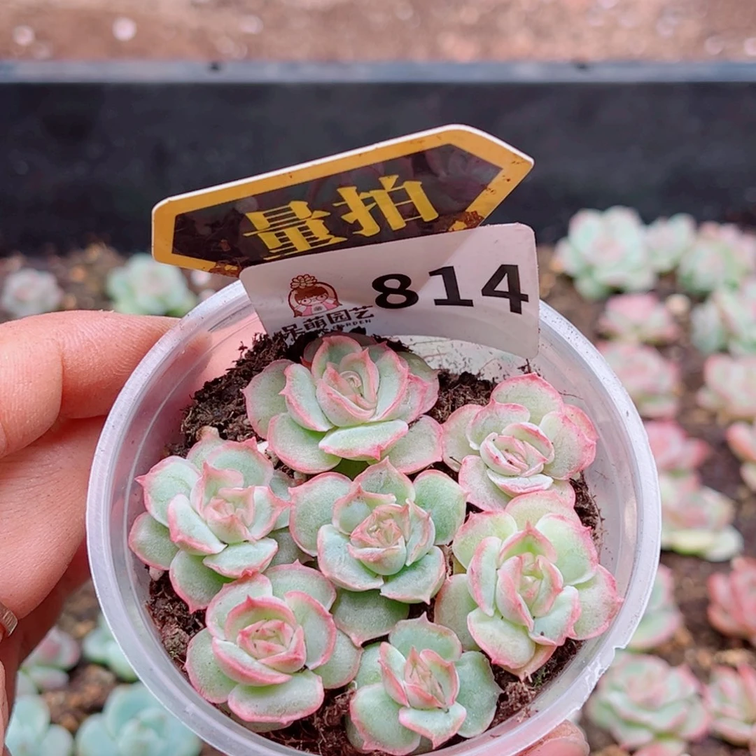 多肉植物多肉植物