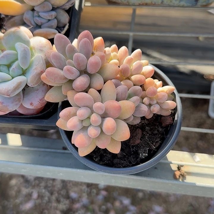 青蛙王子儿童牙膏11