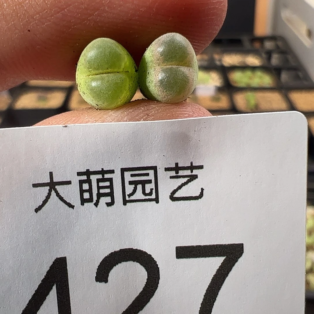0000427 一物一拍MSG1622温莎城堡