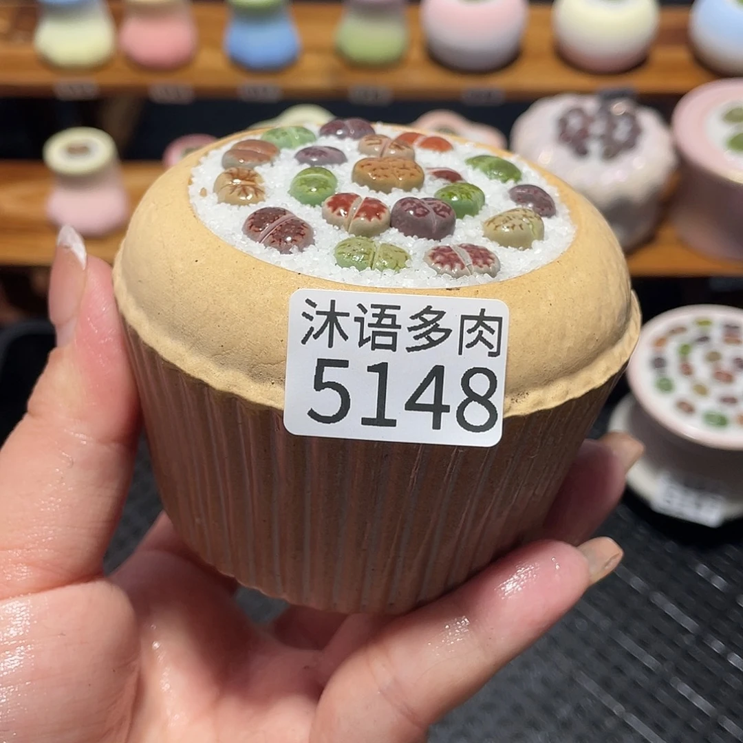 带盆土植物 一物一拍5148