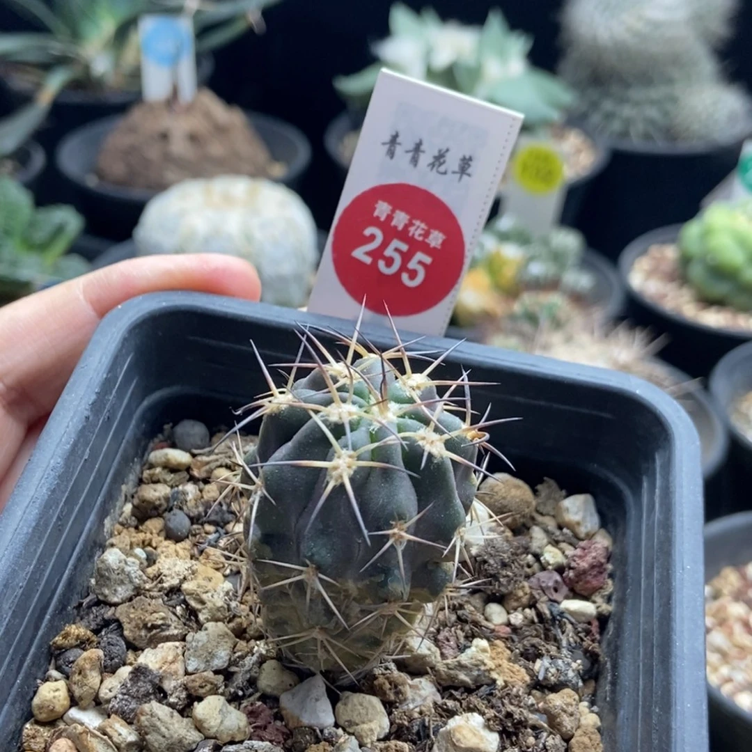 实生阿寒玉3cm一棵仙人球