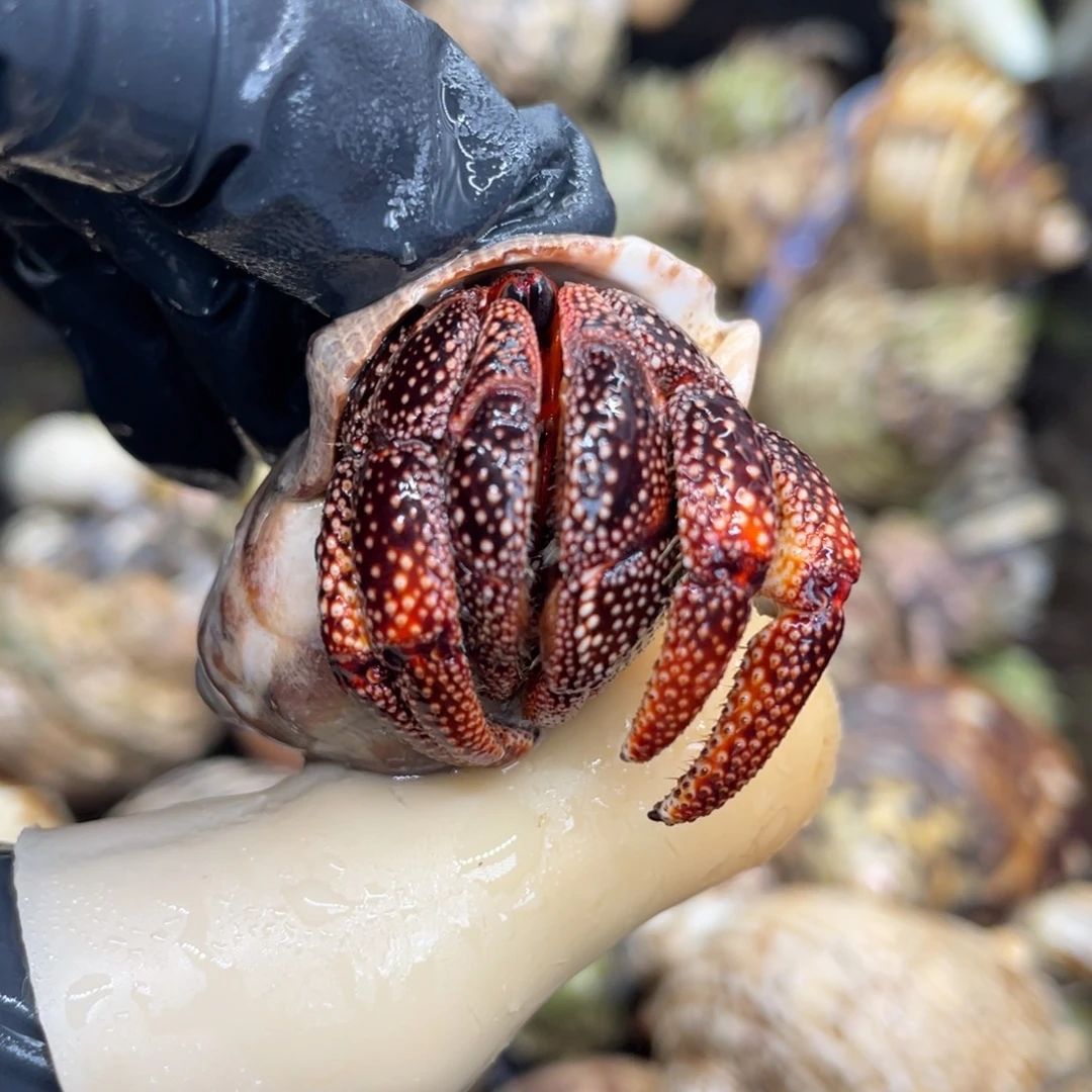 不退不换活体宠物119