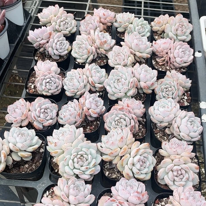 玉芙蓉6.8655566655