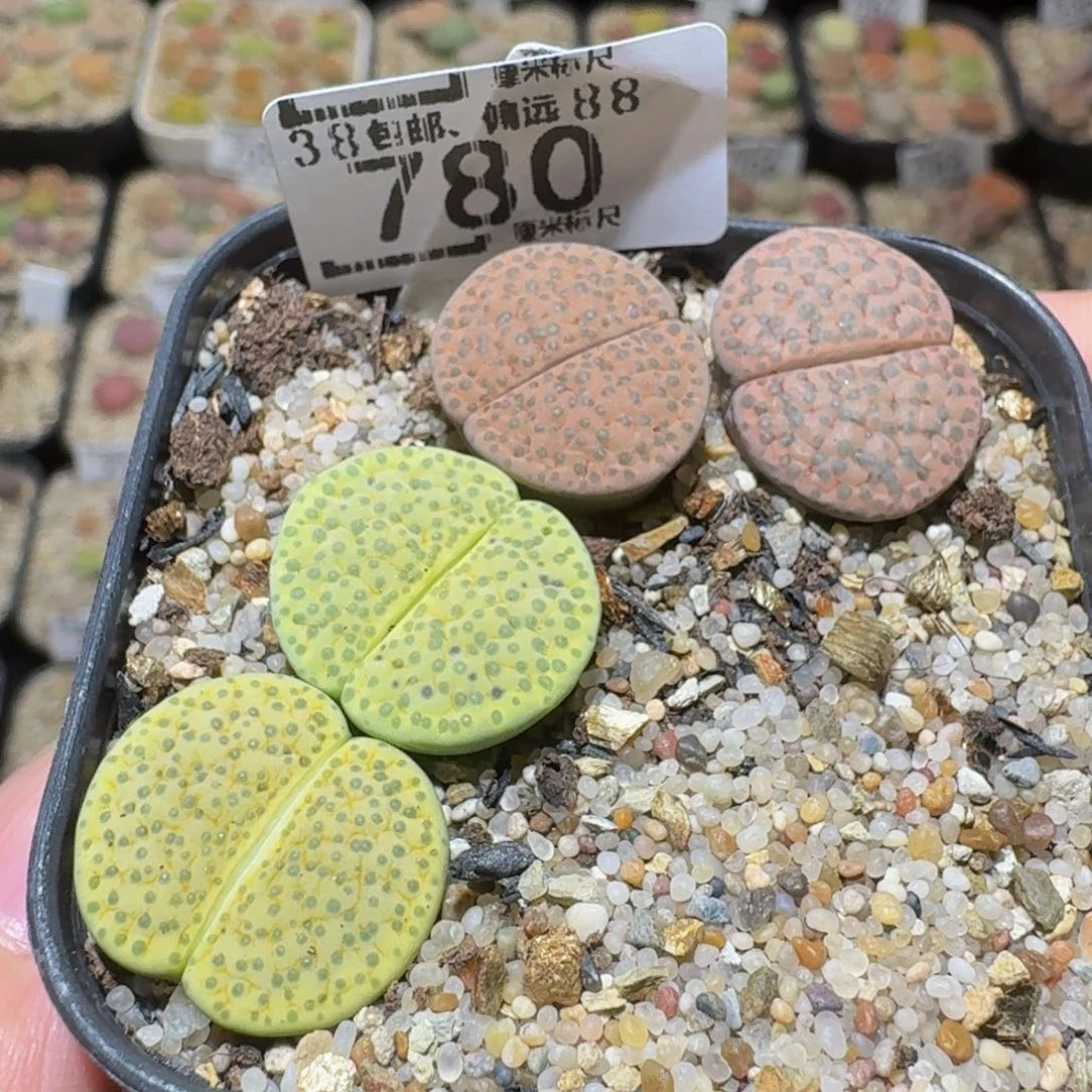 Ssss精品生石花780
