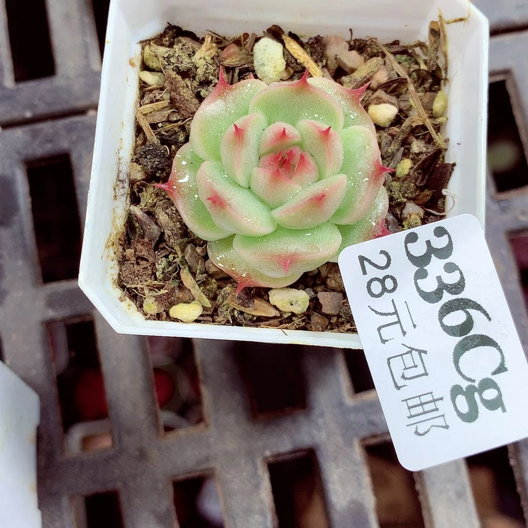 5厘米盆精控多肉336