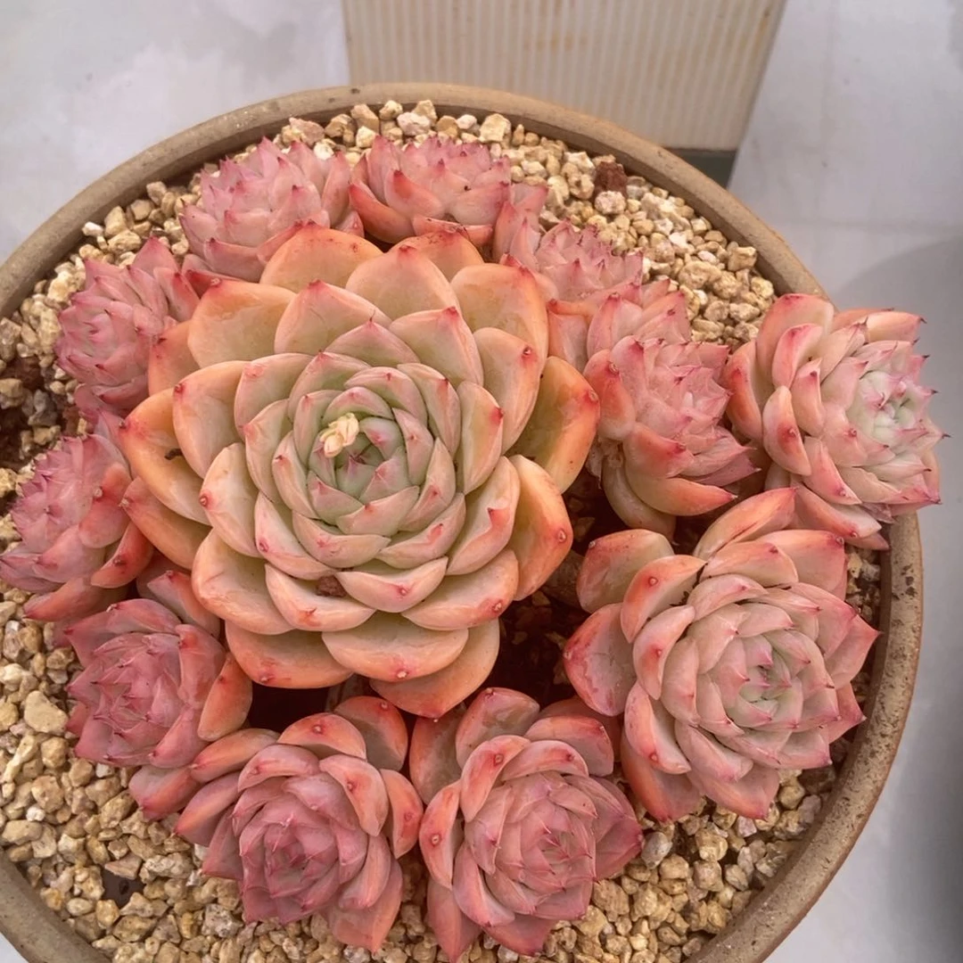 水晶玫瑰的人多肉多肉