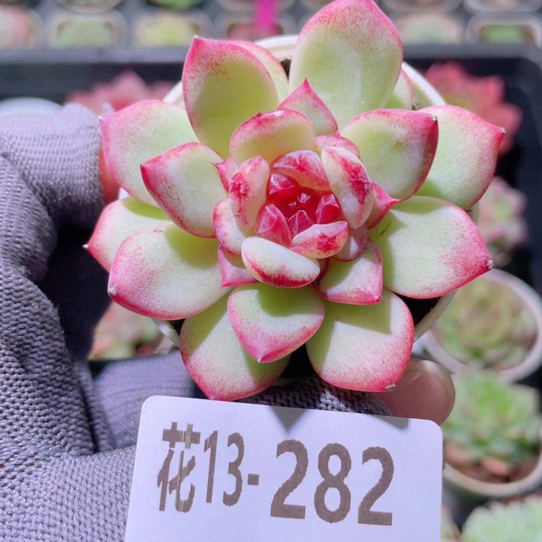 花利美13-282关键时刻