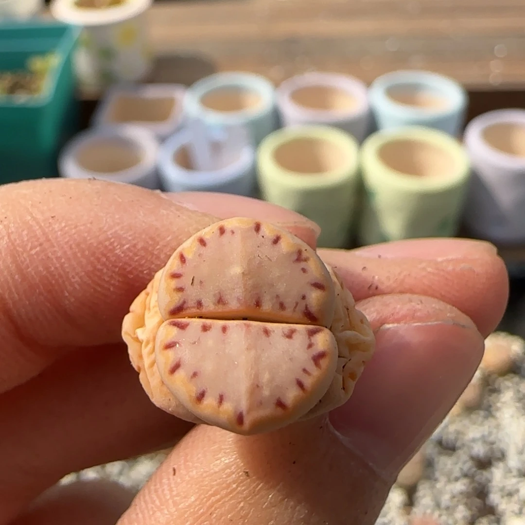 3.24辛然园艺1621.015母本8079