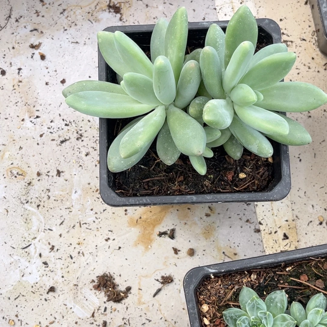 白兰地多肉植物471