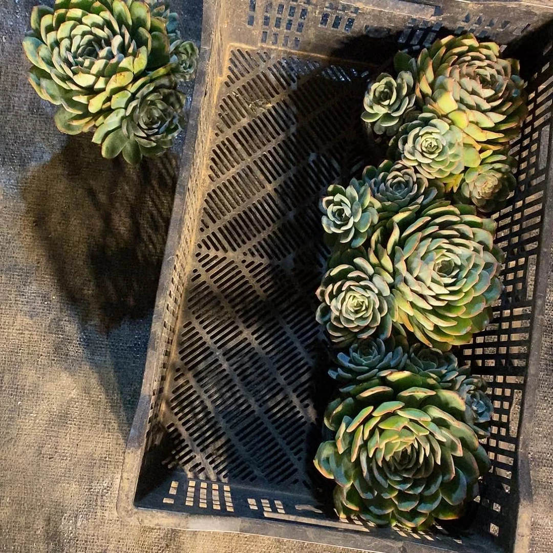 一***刘酸奶多肉 晨露4颗