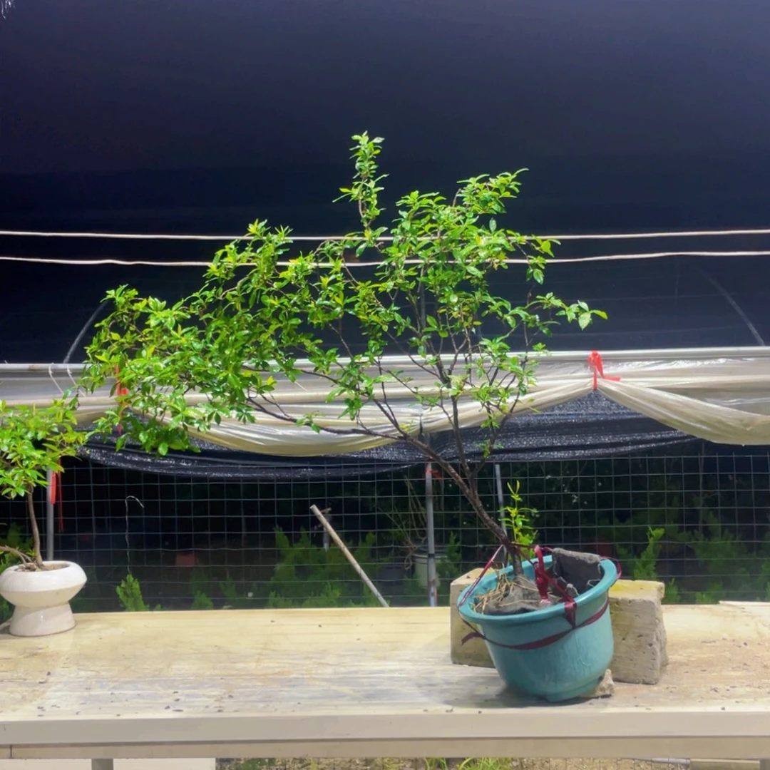 无花朵海岛栀子花一树一景