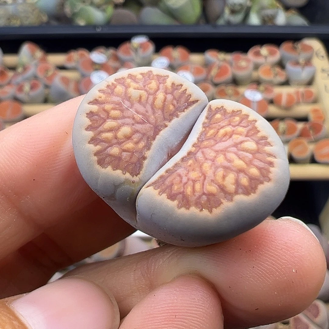 1394整点福利美菊菊