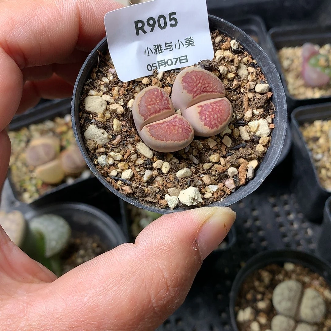 快****坊R905多肉植物保护研究所