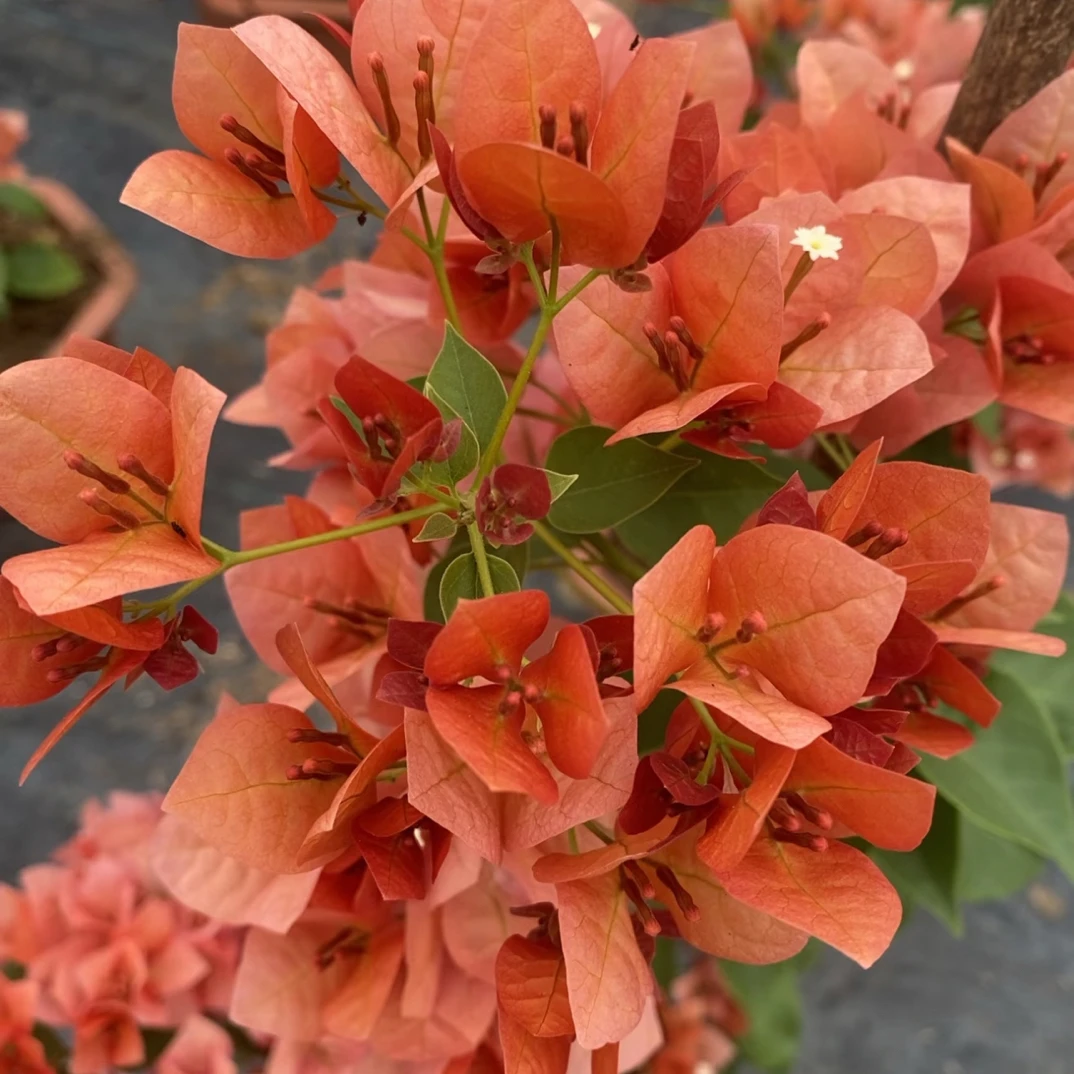 【不甜西瓜】三角梅四季开花盆栽花卉原生桩好养易活阳台庭院可爬藤