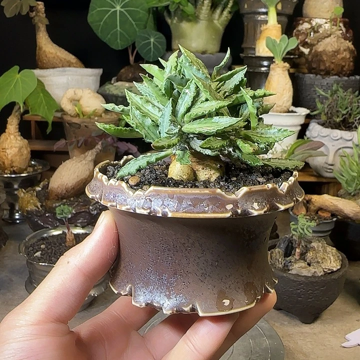 一物一拍图拉大戟288