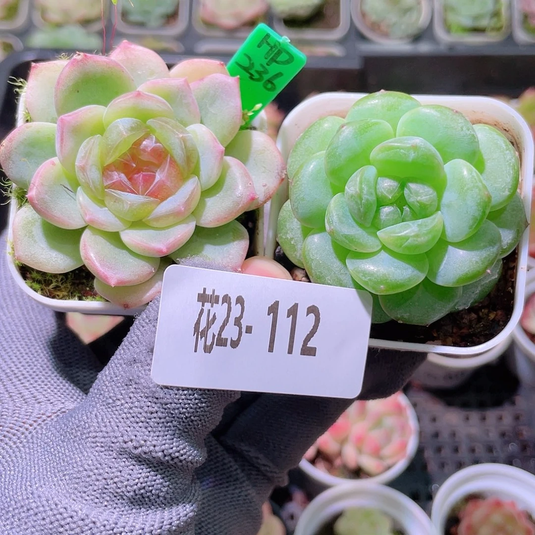 花利美23-112珍妮2颗