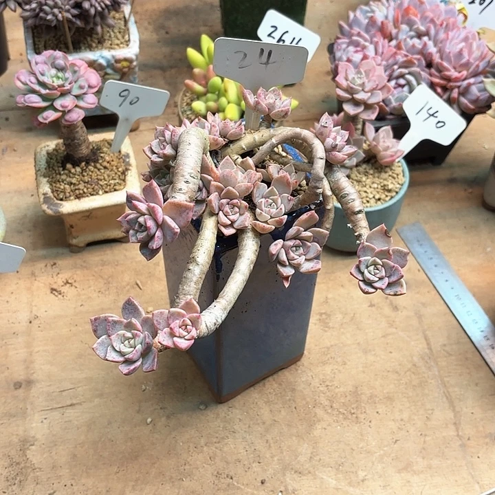 多肉植物 红粉佳人24号