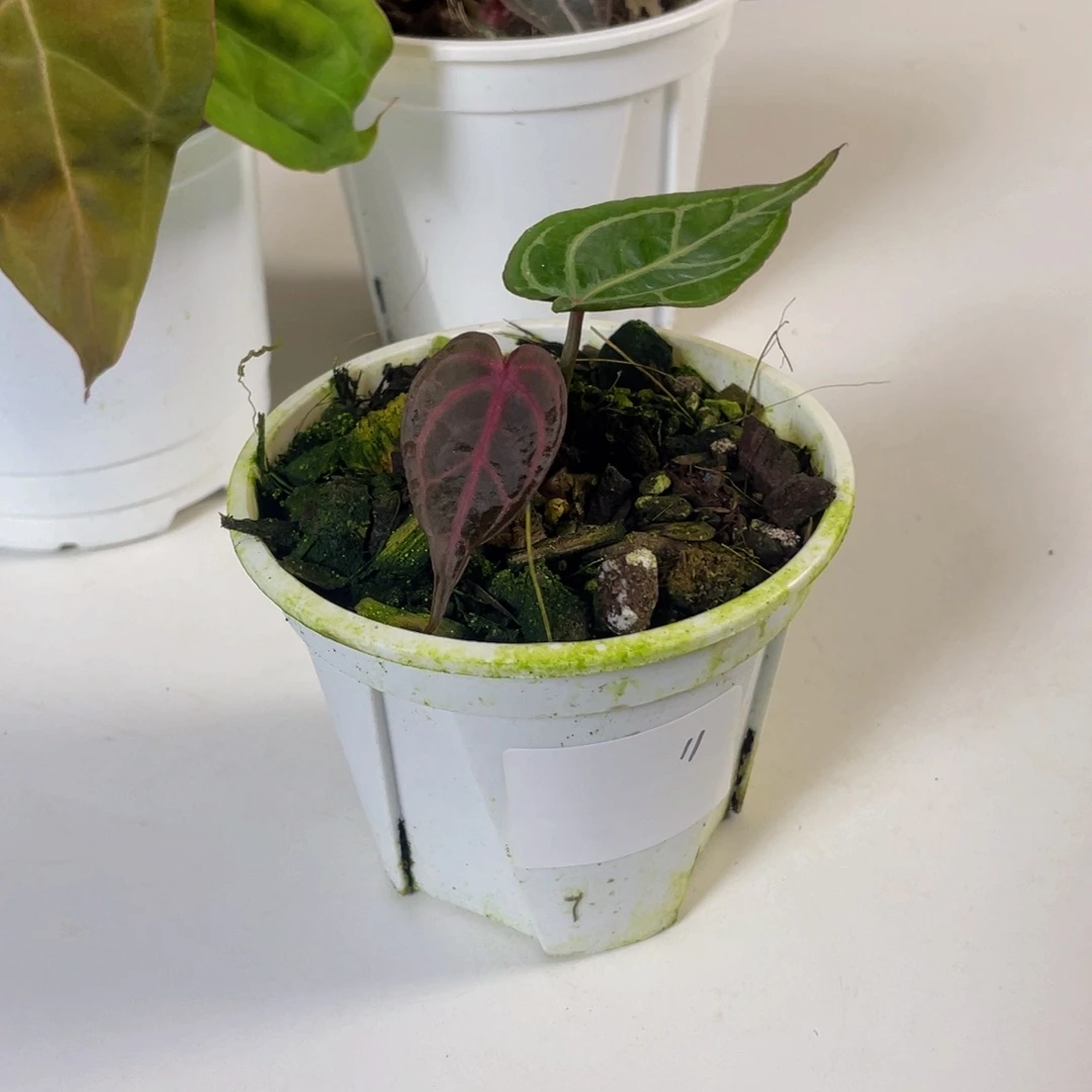 勿***良完全开放绝绝紫花烛 11