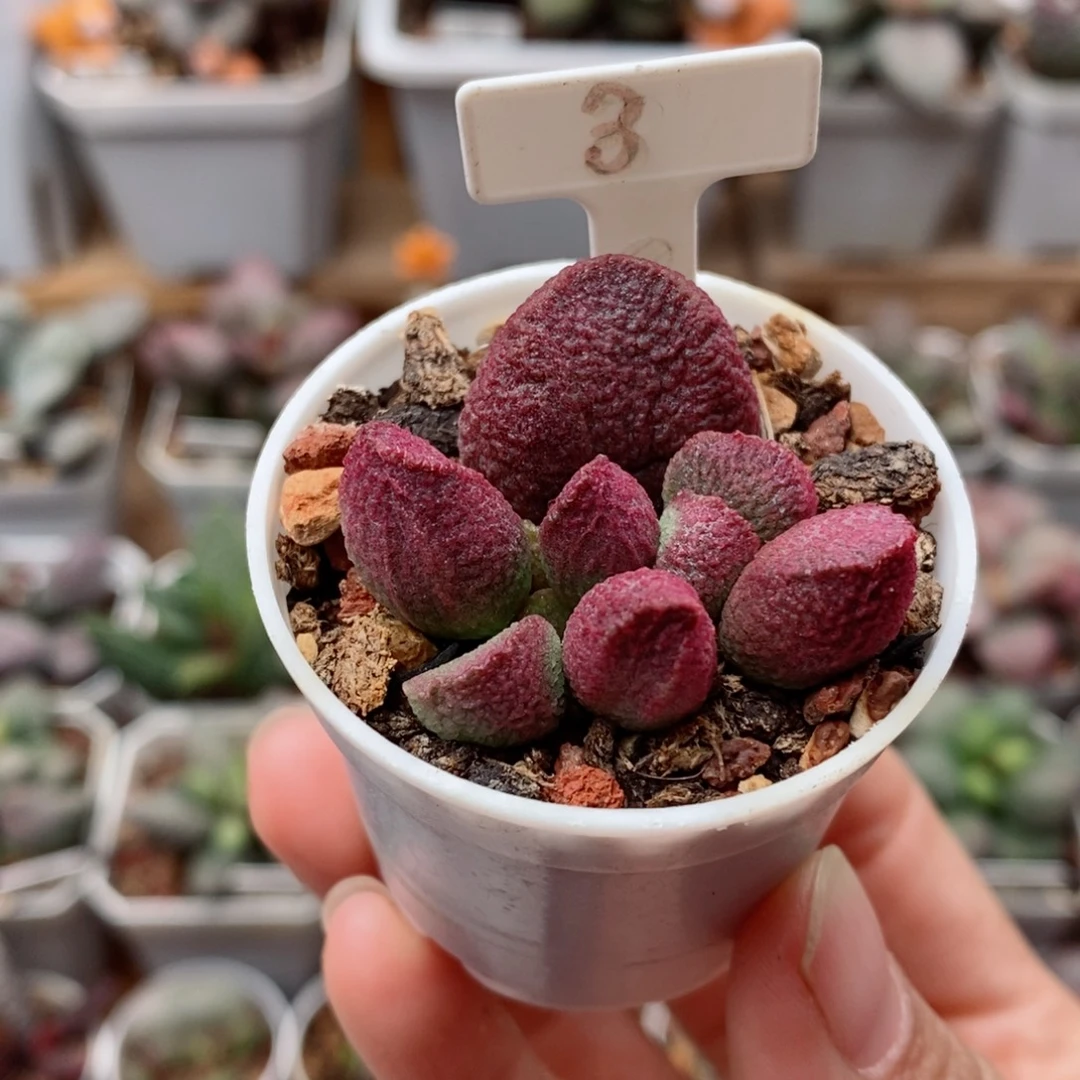 红烧肉水泡多肉植物