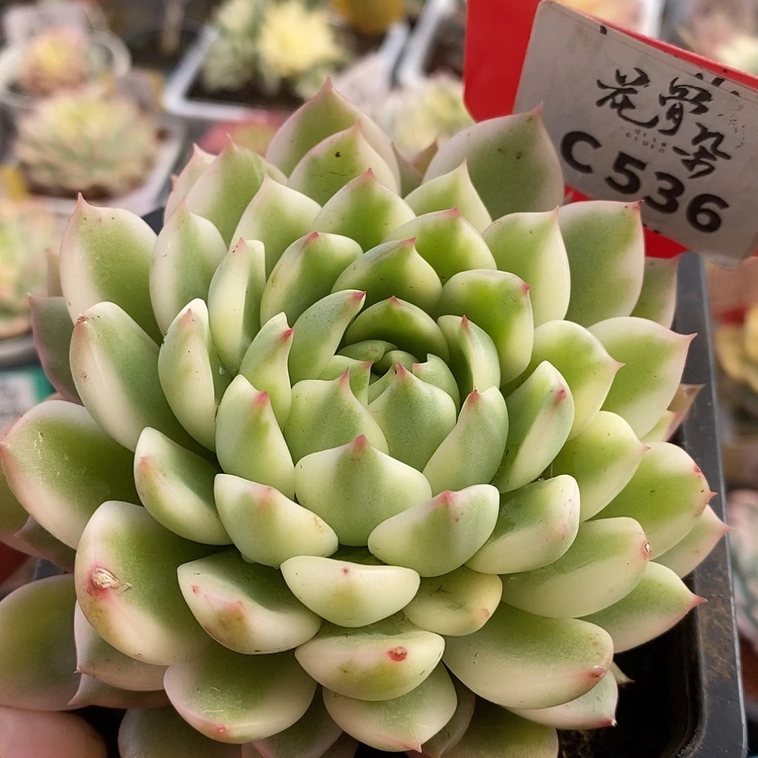 536长岛哈哈哈哈哈哈