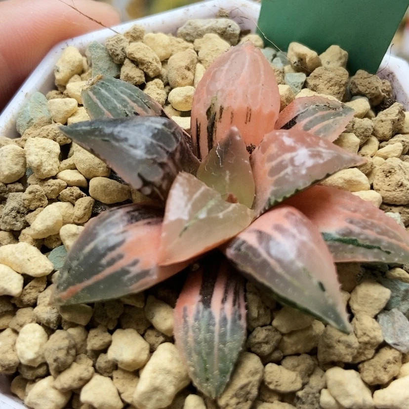 【闪购商品】强****者酒吞锦169