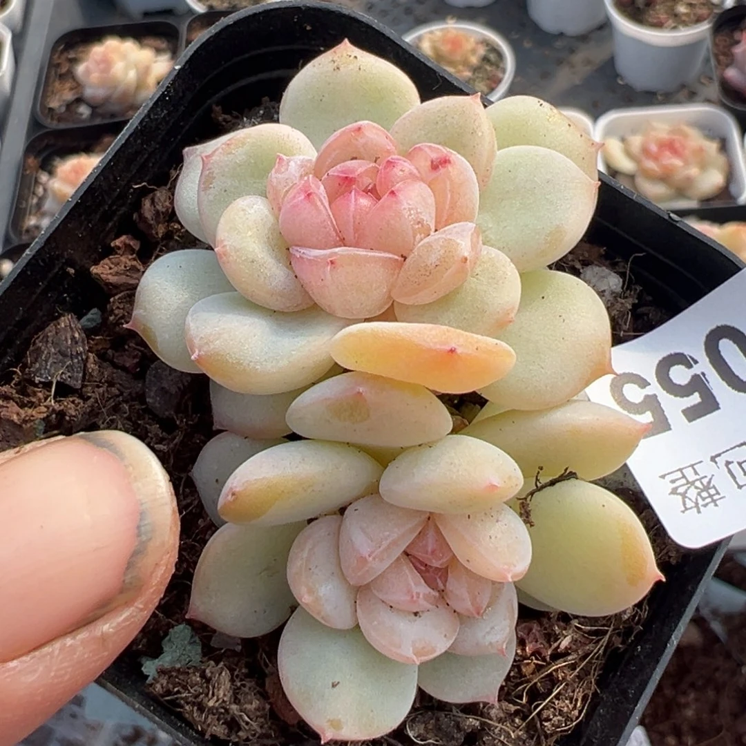 小卡拉米糖心一物一拍14-55