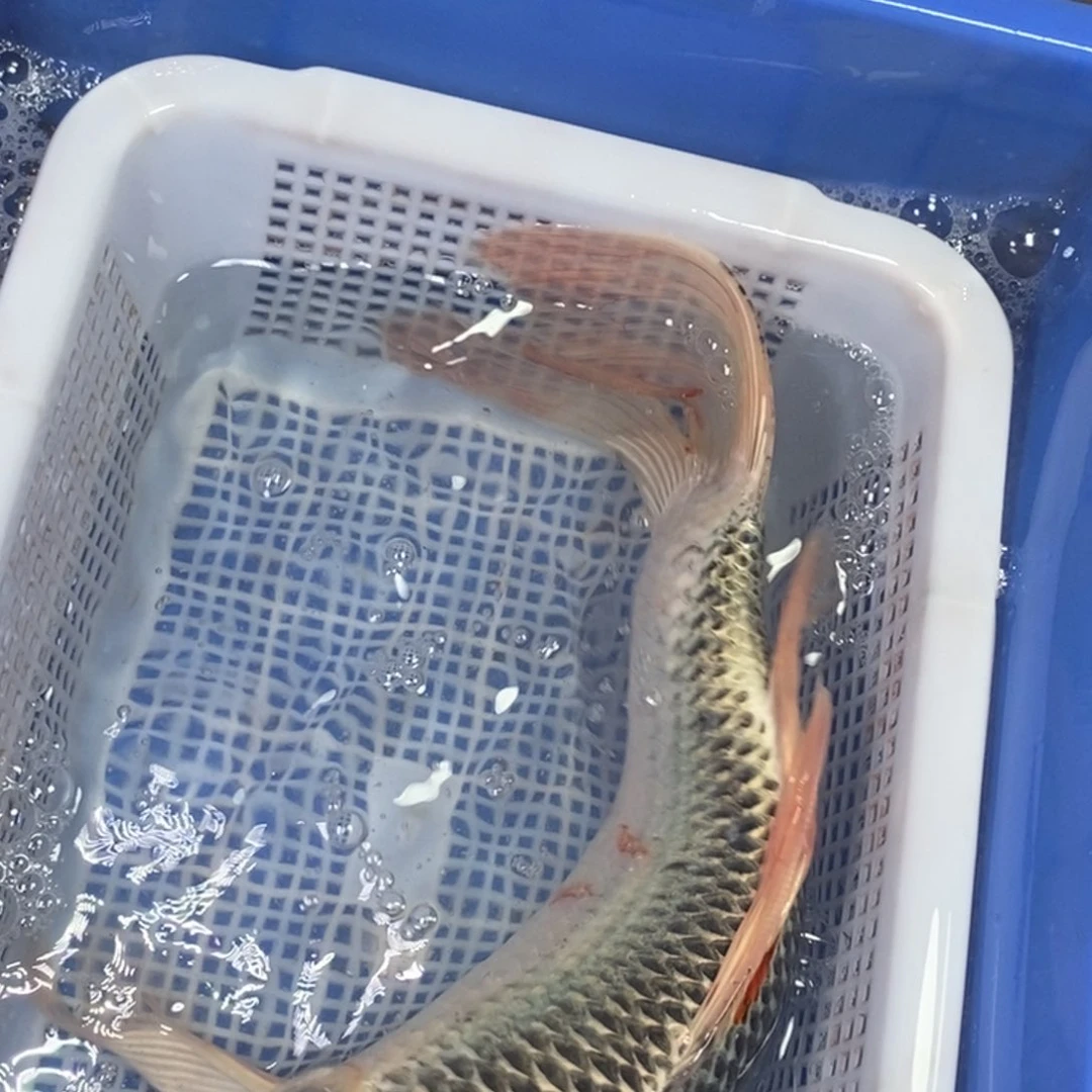 海水鱼冷水锦鲤包邮