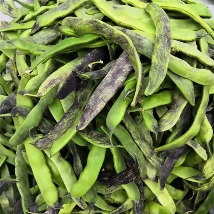 陆地马掌豆角开锅烂新鲜采摘东北豆角花皮豆角