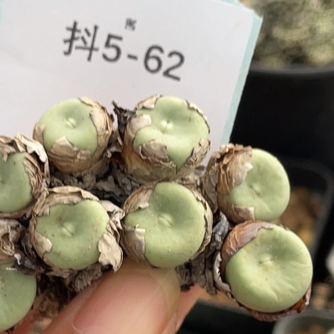 5-62嘴多肉植物肉锥