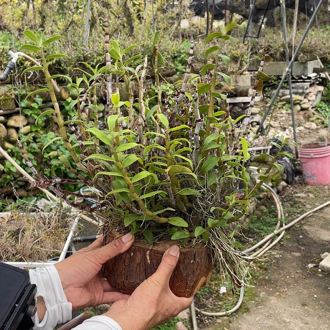 仿野生大苗成品木桩130