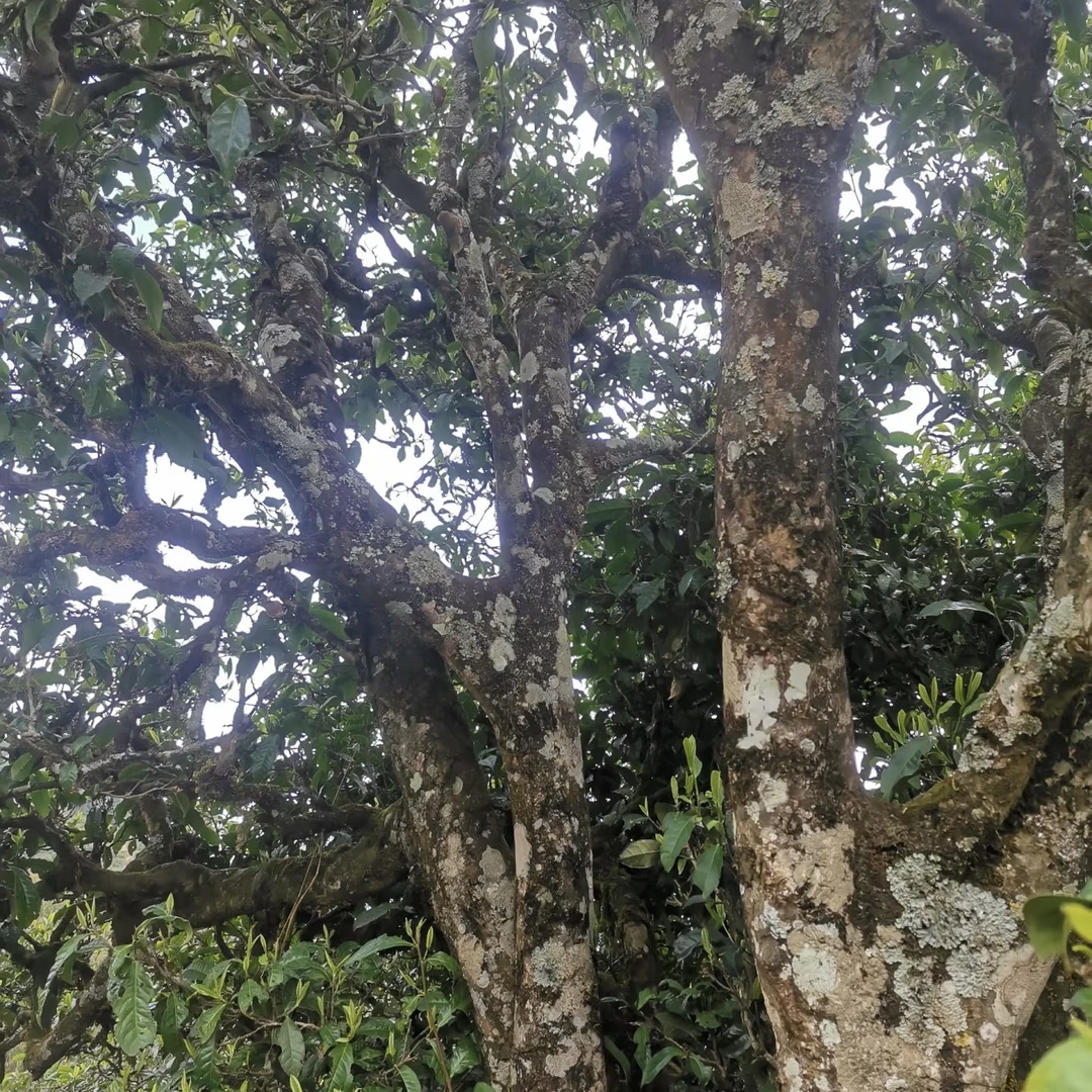 【2025年春茶】 贺开牛头山 大古树头春纯料 普洱生茶散料-100克