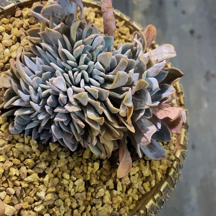 白茶缀化一物一拍