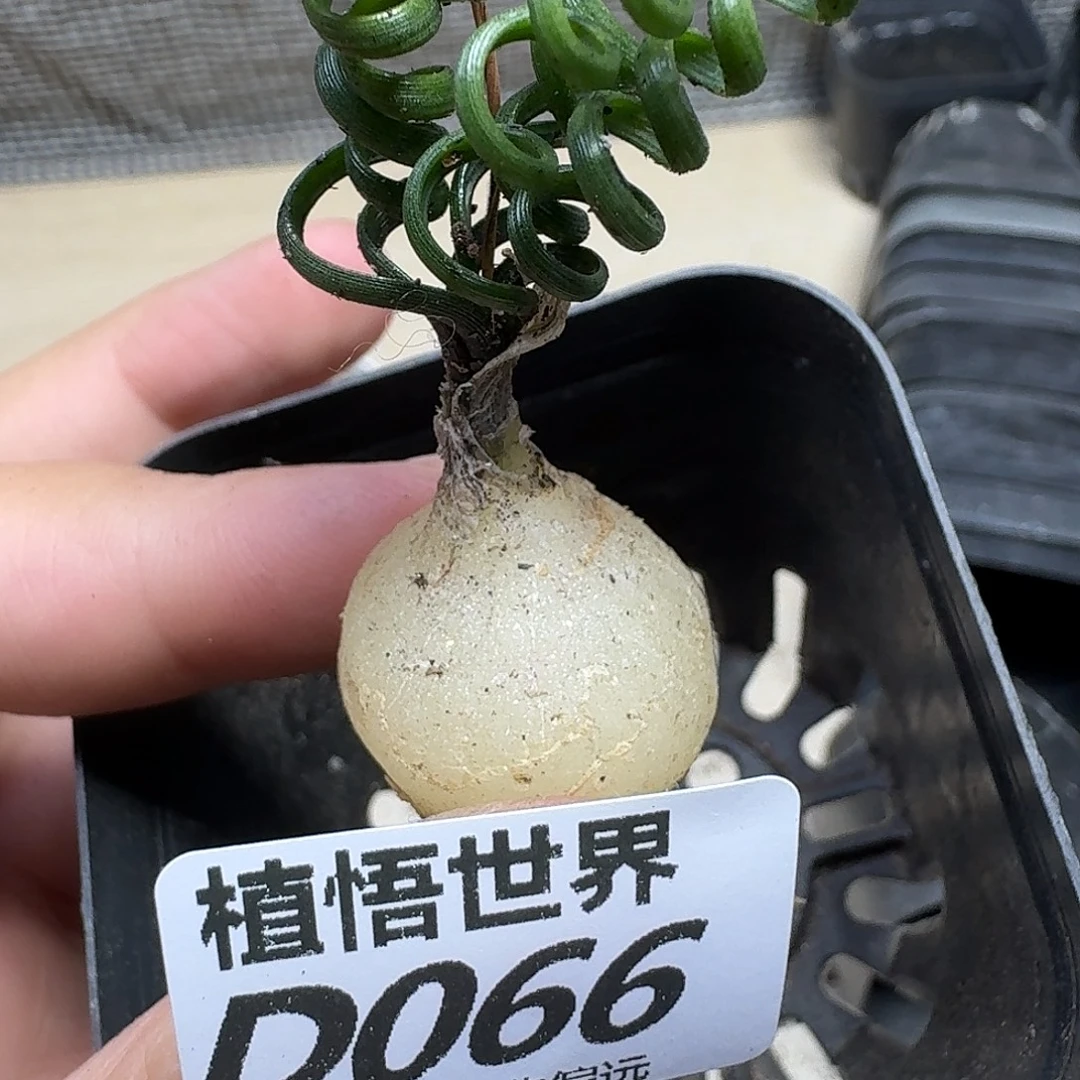 多肉植物的润泽fvb