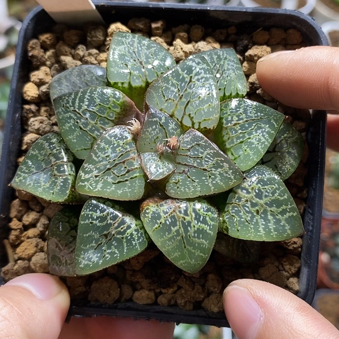 122瞳克十二多肉