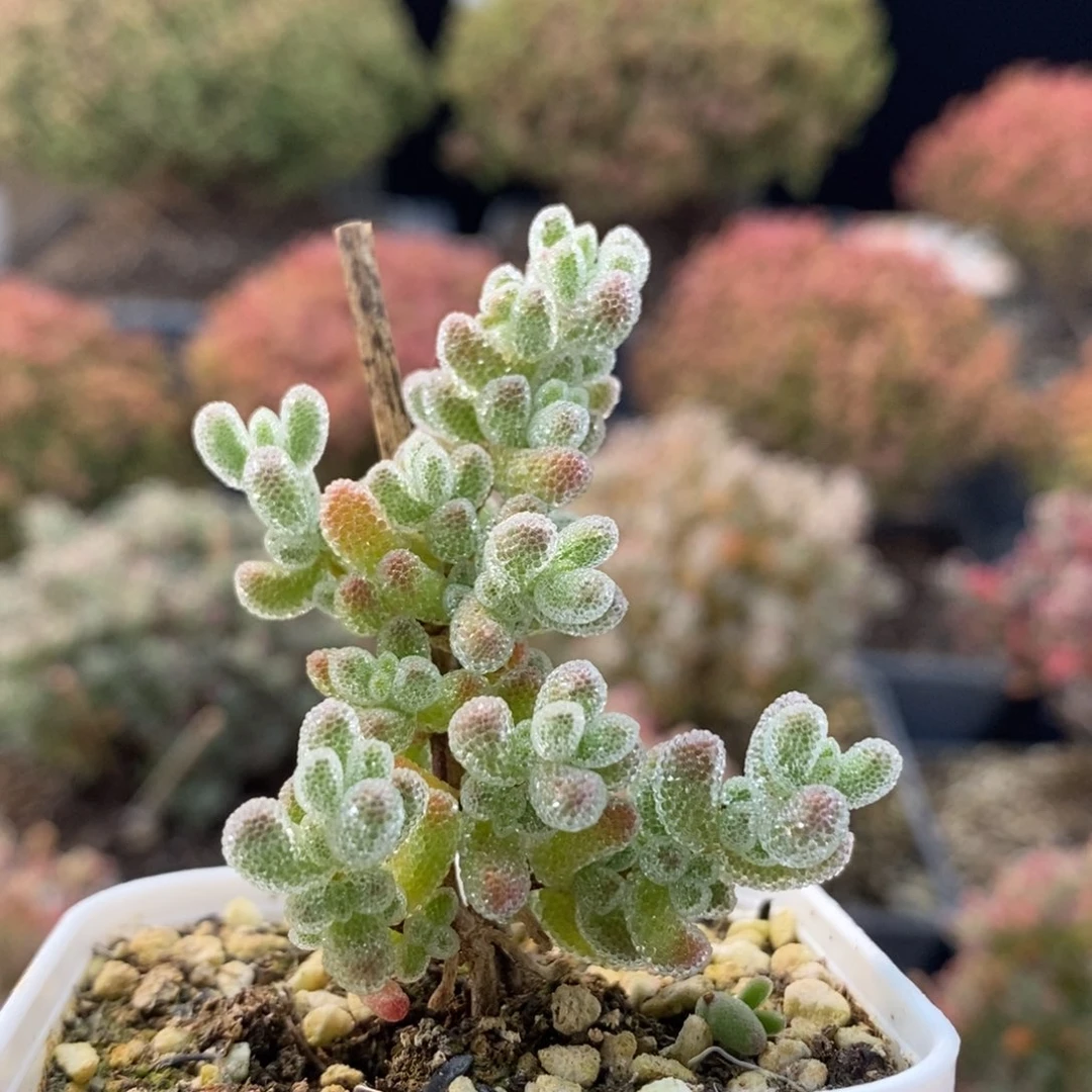 优选冰晶6973枝干番杏