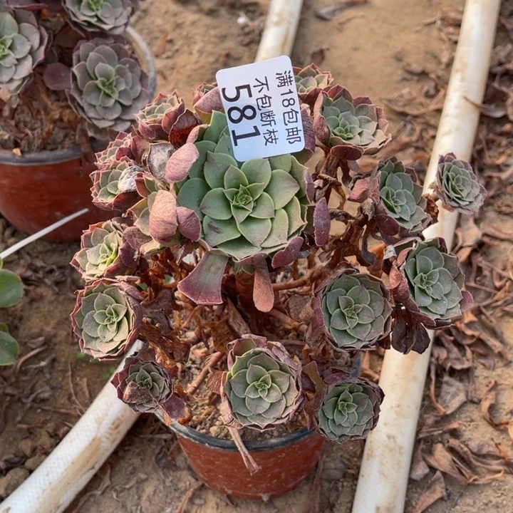 581万圣节手捧朵朵1北