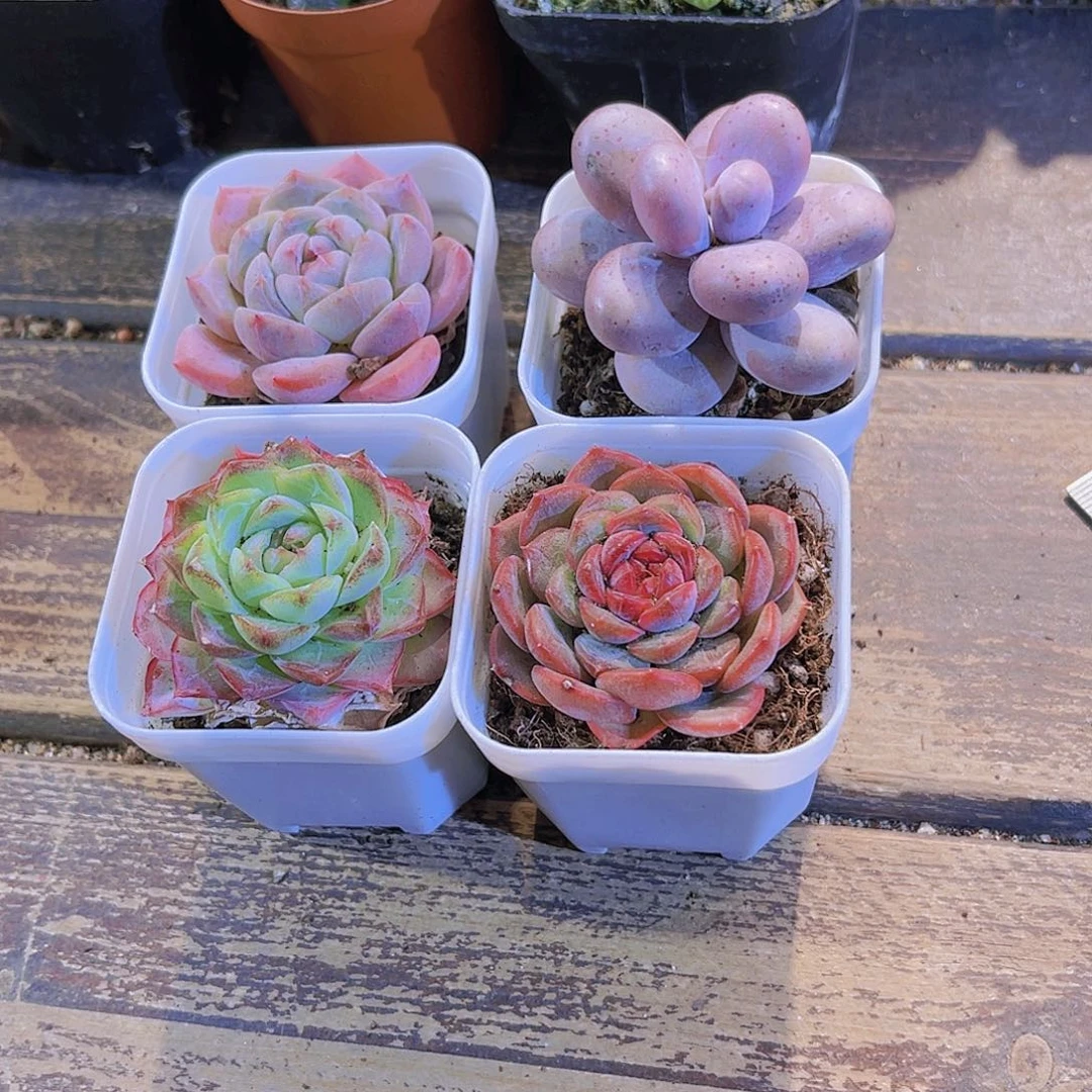 太妃糖。女王。琴心。 奶酪