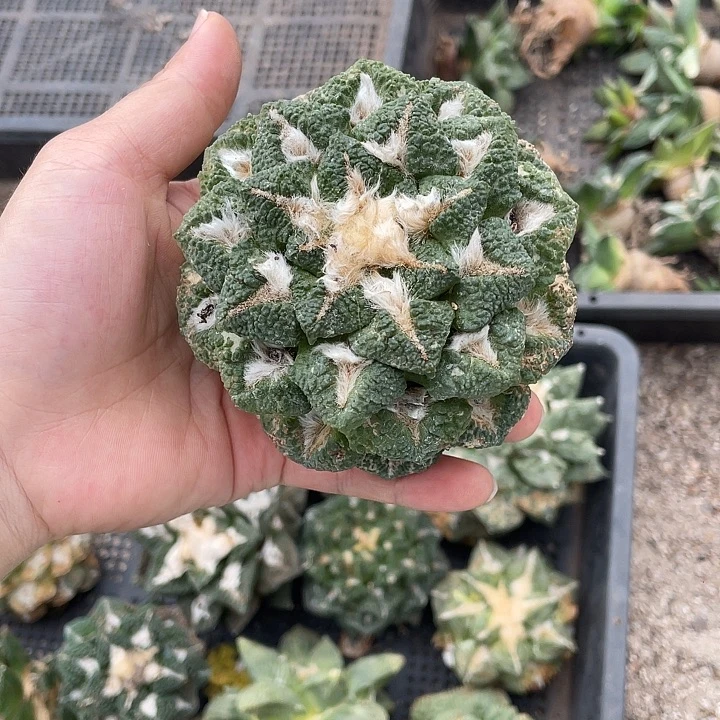 自根大尤黑瑕疵特价