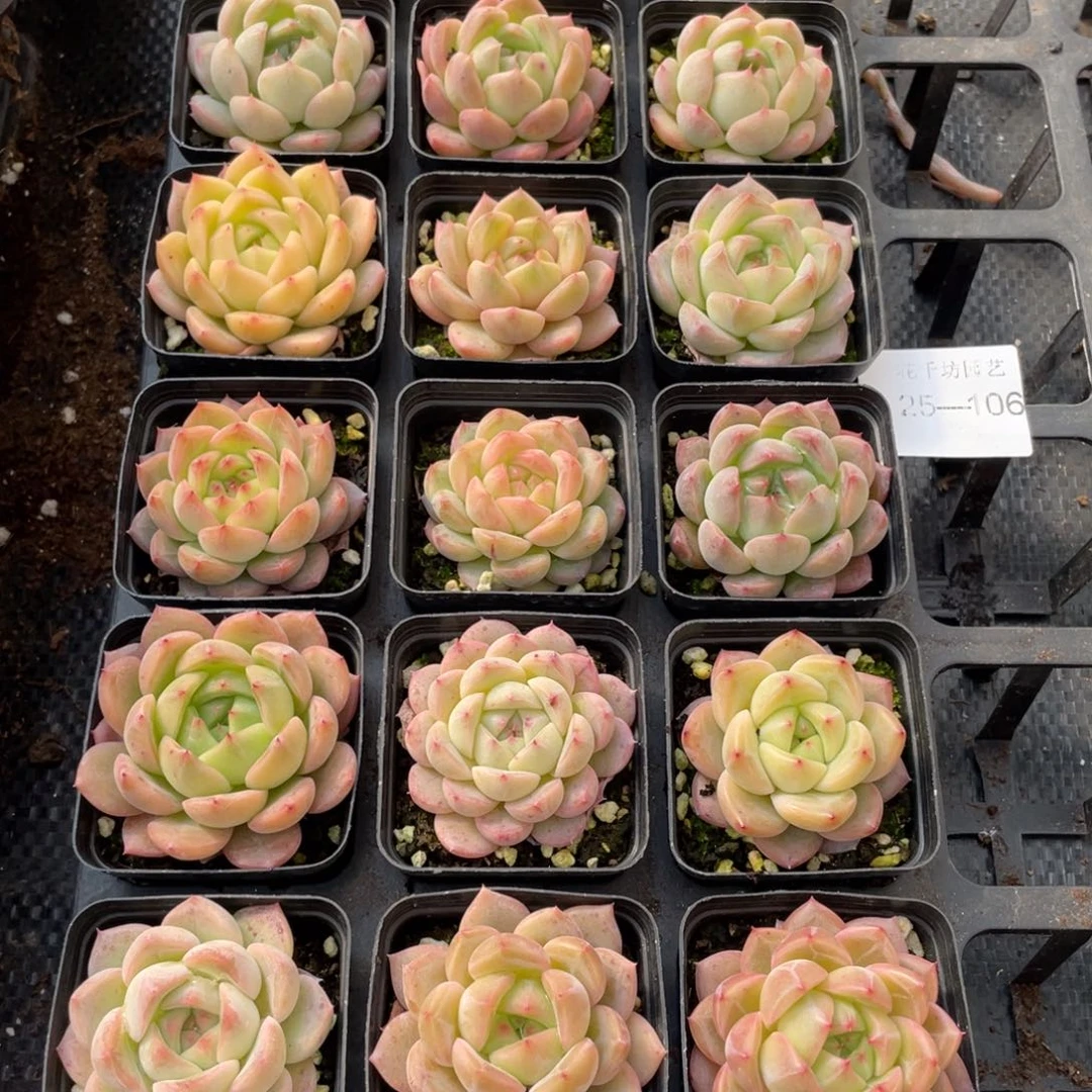 *‍****一物一拍18颗25-106