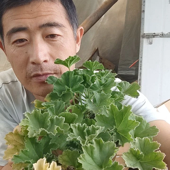 无花朵火凤凰，娜娜
