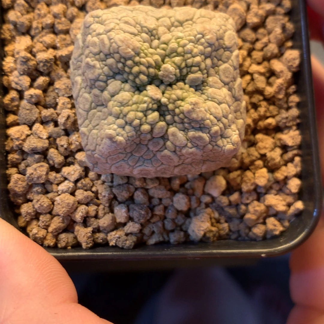 辉***.专拍一物一拍实生。