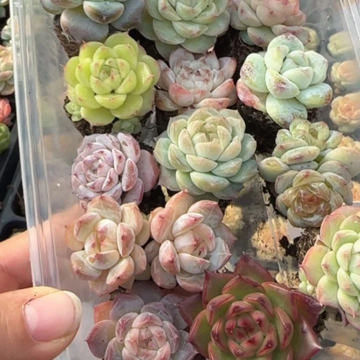 176号  新手套盒   拍一发13颗