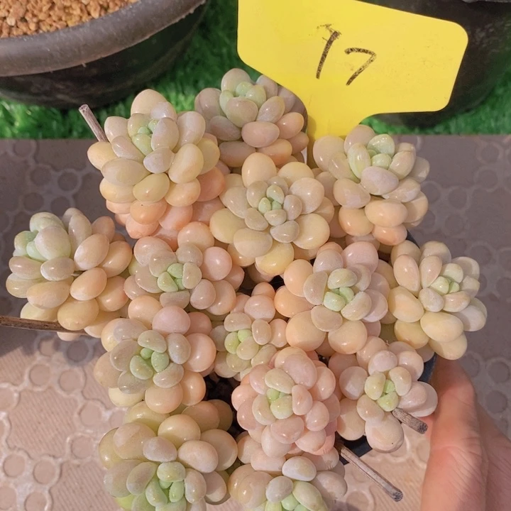 多肉植物，开心多肉