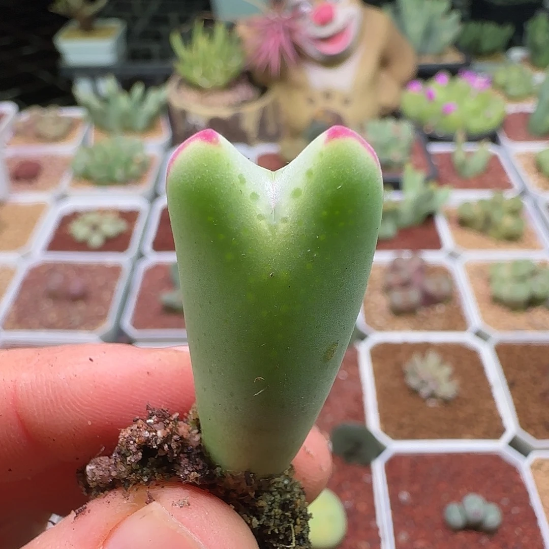 毛少将。          113