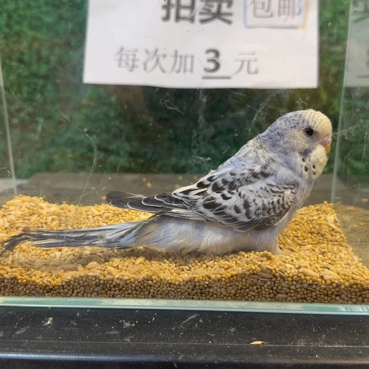 虎皮鹦鹉大头虎皮鹦鹉