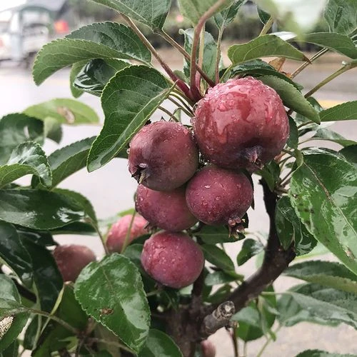 盆景茶室绿植盆栽海棠直播海棠树茶室盆景海棠花