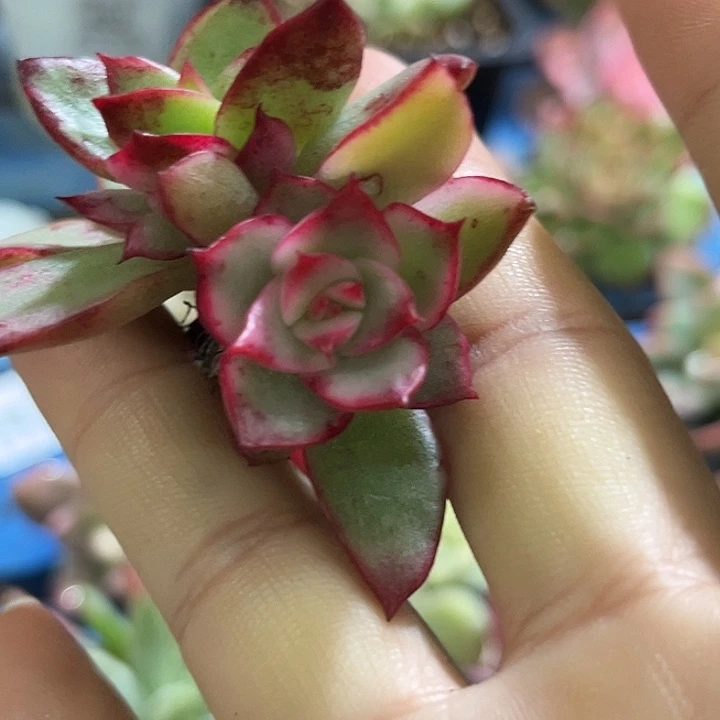 428吉赛尔腹轮锦炸多肉植物