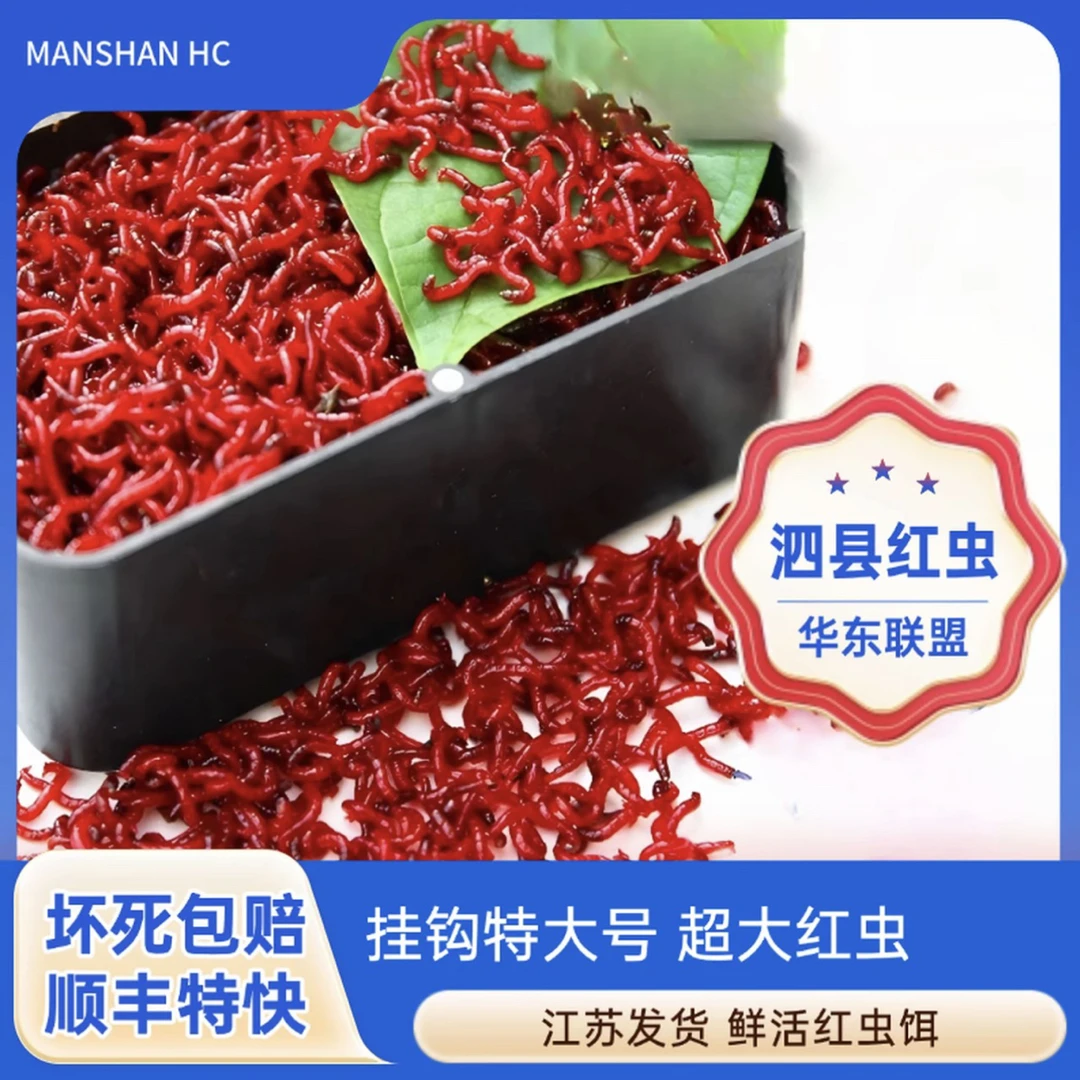 【挂钩特大号】鲜活超大号红虫钓鱼拉饵挂钩饵料适用于野鲫鱼