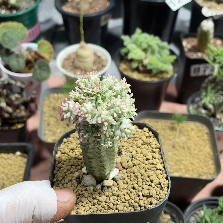 145白桦麒麟锦大戟